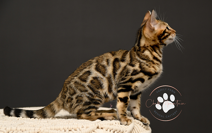 Bengal kitten for sale